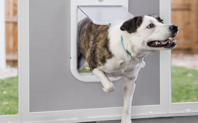 Why Professional Doggy Door Installation Is a Smart Choice for Perth Homes