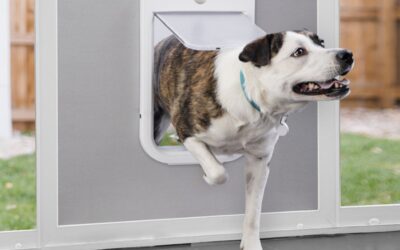 Enjoy Freedom and Independence for Your Pets with Paw Pet Doors Perth